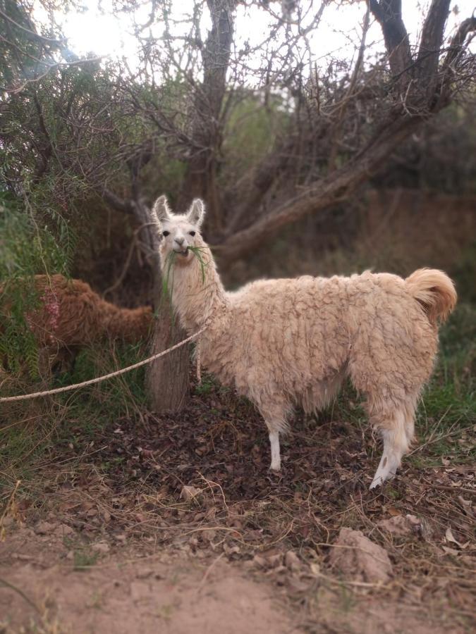 Dormir Con Llamas Maimara Exterior photo